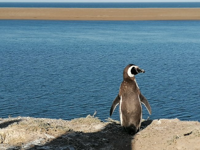 Puerto Madryn Fin de semana largo de Octubre