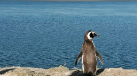 Puerto Madryn Fin de semana largo de Octubre